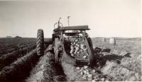 Potato harvester, Mapleton, ca. 1940