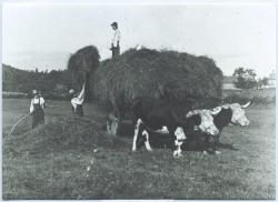 Haying, Baldwin, ca. 1890