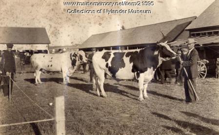 Holstein and Ayrshire bulls, Caribou Fair, ca 1922