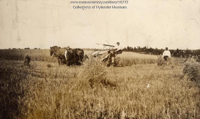 Harvesting wheat, New Sweden, ca. 1922