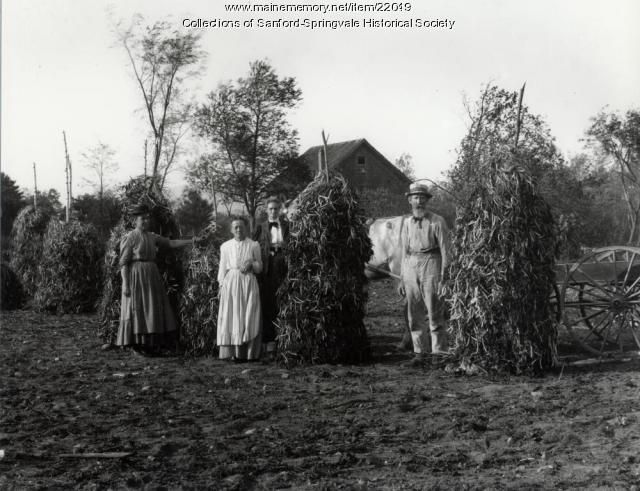 Drying Beans on the Farm, Sanford, ca. 1900