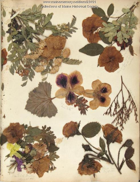 Collage of pressed flowers, ca. 1846