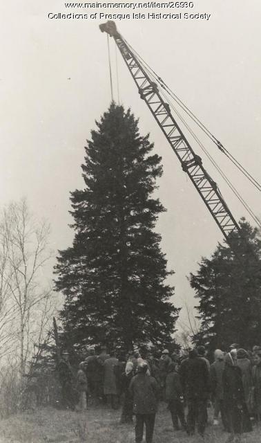 Crane on Christmas tree, Presque Isle, 1959