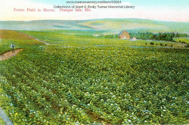 Potato Field in bloom, Presque Isle, ca. 1910