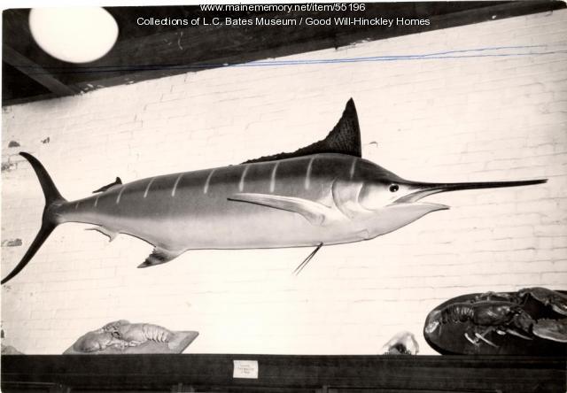 Blue marlin at the L.C. Bates Museum, Fairfield, ca. 1955