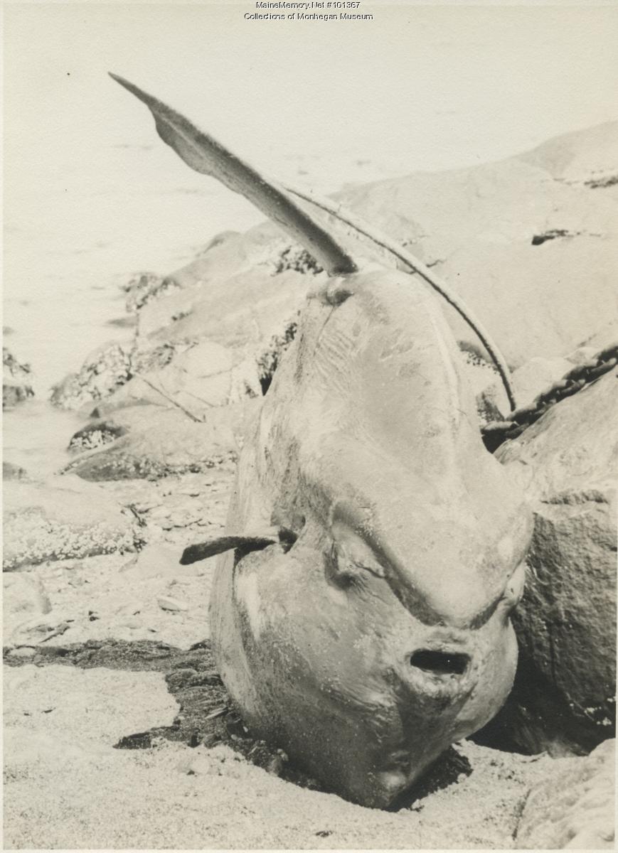 Sunfish, Monhegan, 1937 - Maine Memory Network
