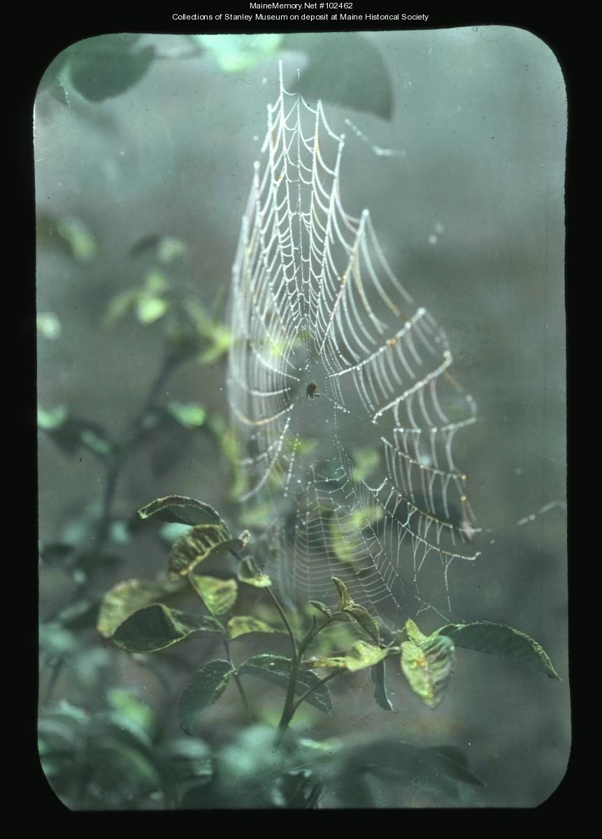 Dewy spider web, ca. 1910 - Maine Memory Network