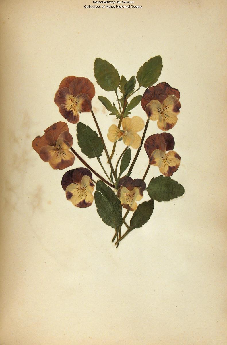Pressed flowers, ca. 1840 - Maine Memory Network