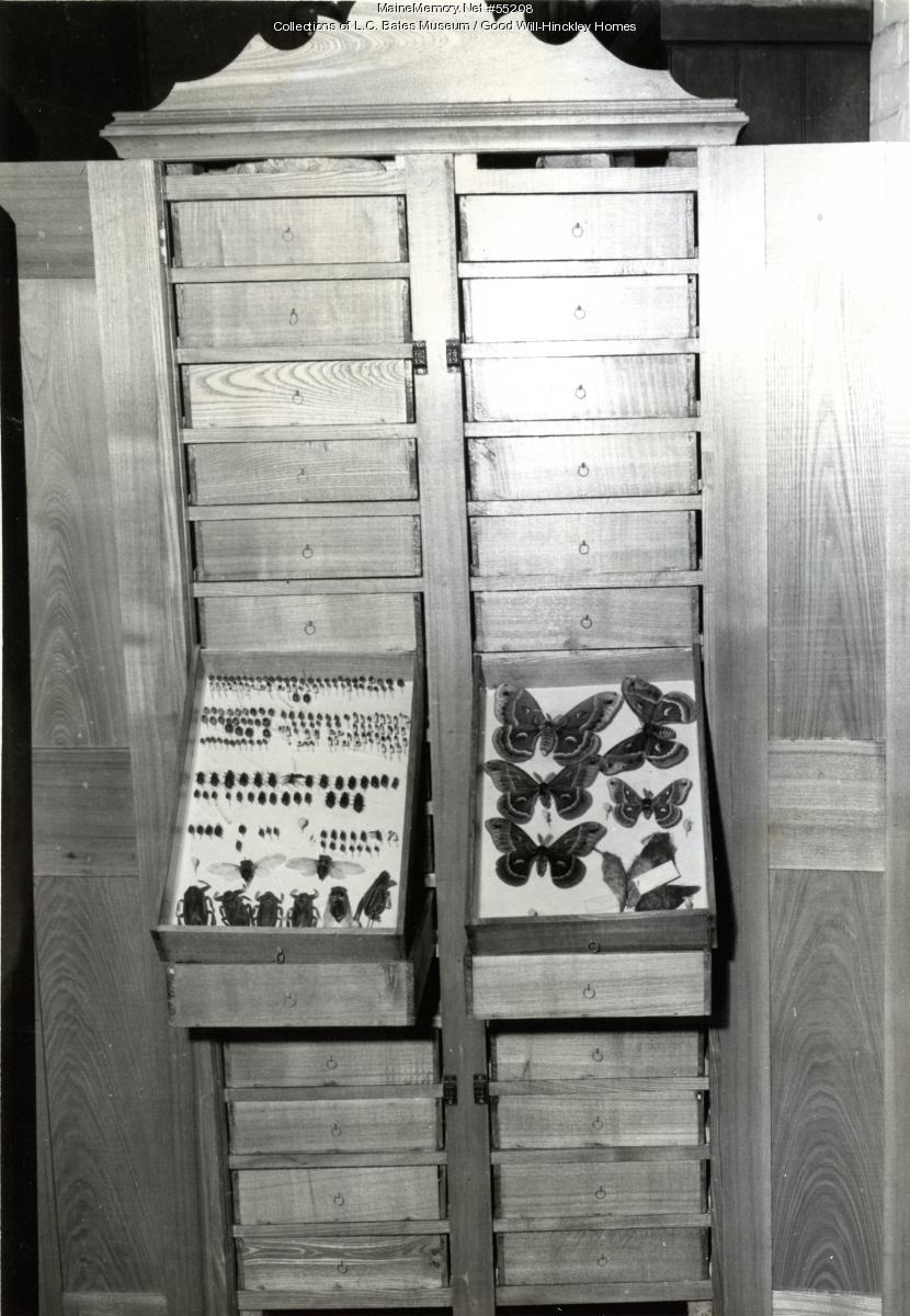 Wadsworth Insect Collection, Fairfield, ca. 1955 - Maine Memory Network