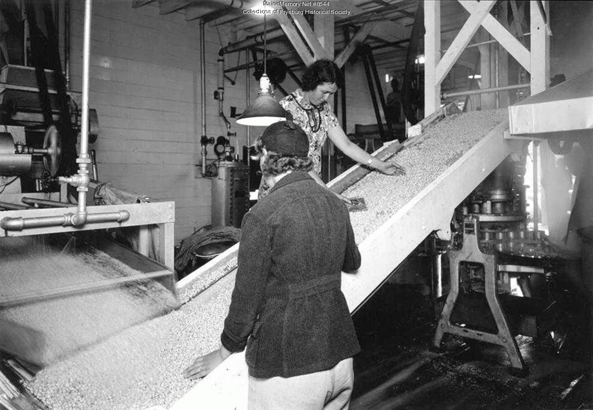 Inspecting whole kernel corn, Fryeburg, ca. 1940 - Maine Memory Network